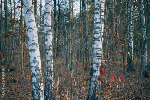 Fototapeta Naklejka Na Ścianę i Meble -  jesienne brzozy