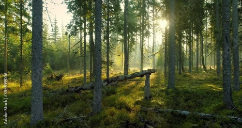 Wallpaper Mural Sunrise in forest sun shining between the trees in magical misty morning Torontodigital.ca