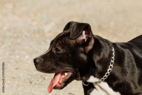 black dog portrait