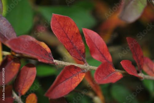 red leaves of a tree