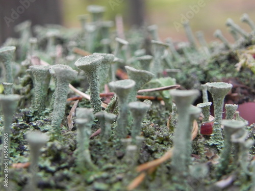 moss on the forest