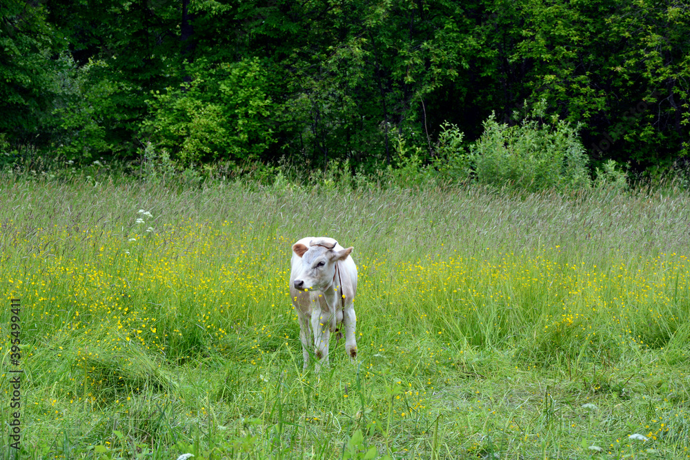 Bull grazing in the meadow. White cow, symbol of the year 2021 according to the Chinese calendar.