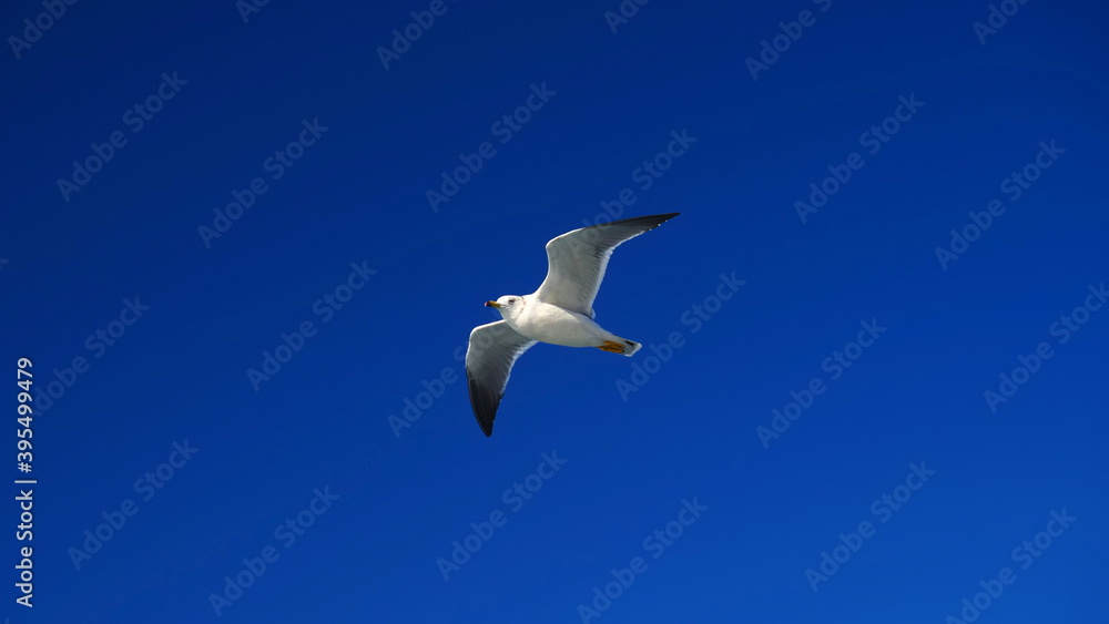 Obraz premium 瀬戸内海のカモメ2