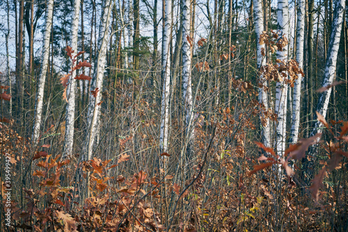 Fototapeta Naklejka Na Ścianę i Meble -  jesienne brzozy