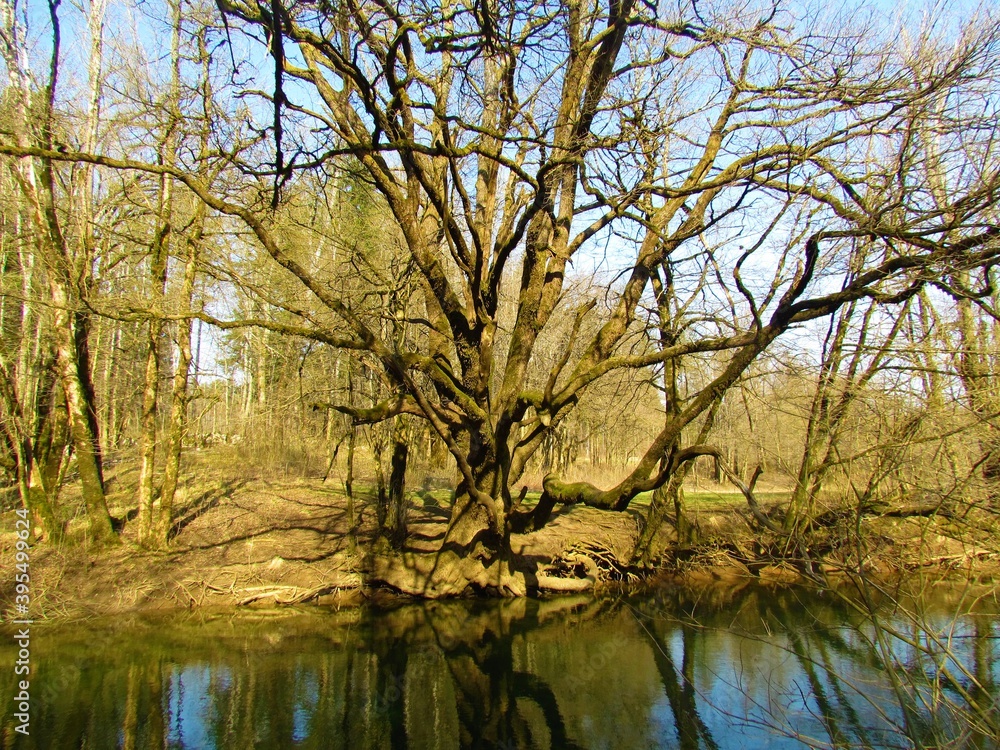 Common oak next to a lake in Rakov Skocjan