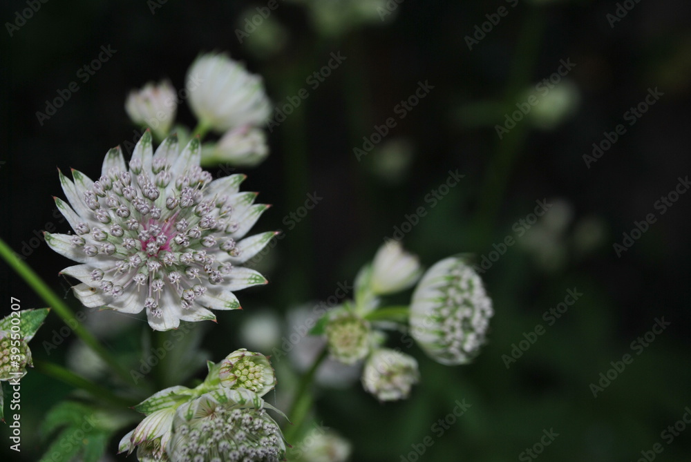 white flower white flower