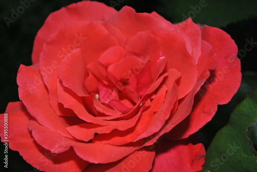 red rose in garden © PhotoDNL