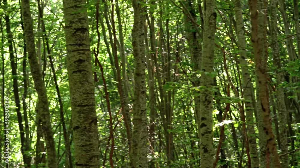 panning from left to right cross young beech forest panning from left to right cross young beech forest