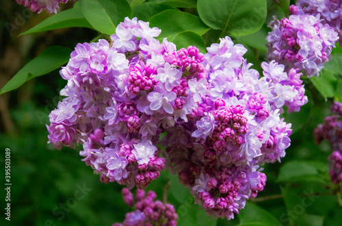 Magnificent violet bloom of a lilac. High quality photo