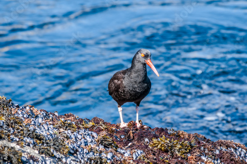 Black Oystercatcher (Haematopus bachmani) at Chowiet Island, Semidi Islands, Alaska, USA photo