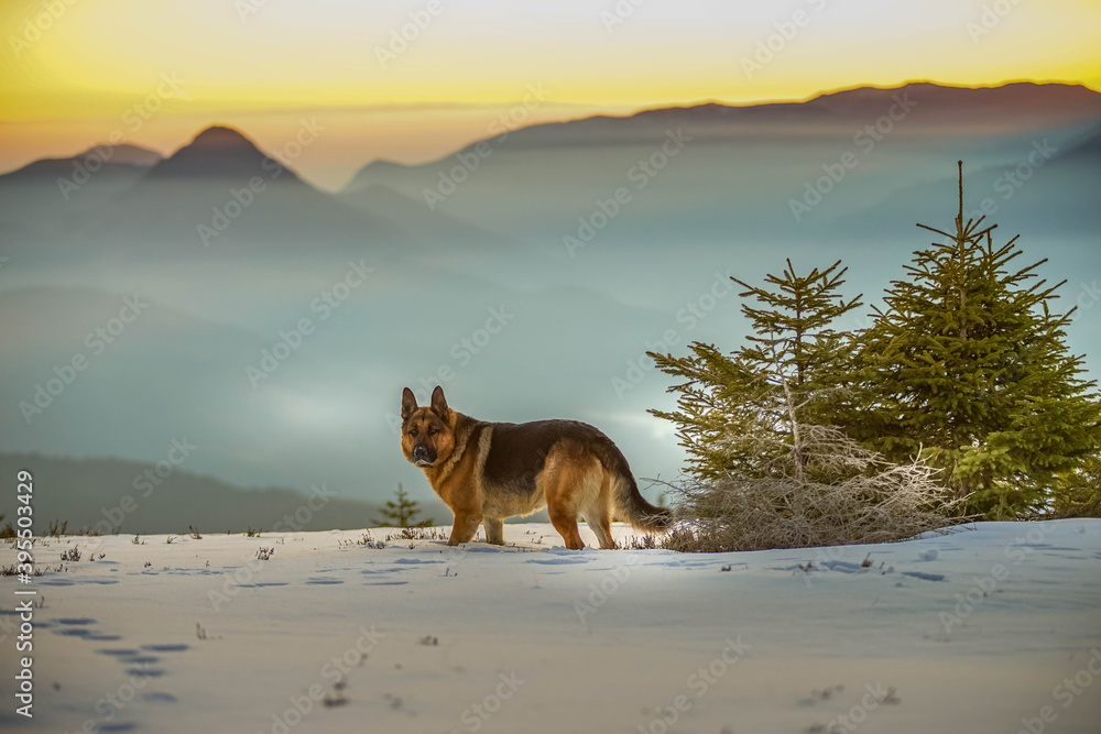 dogs and mountains dogs and mountains