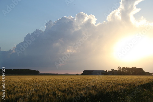 Coucher de soleil sur cham de bl   en France
