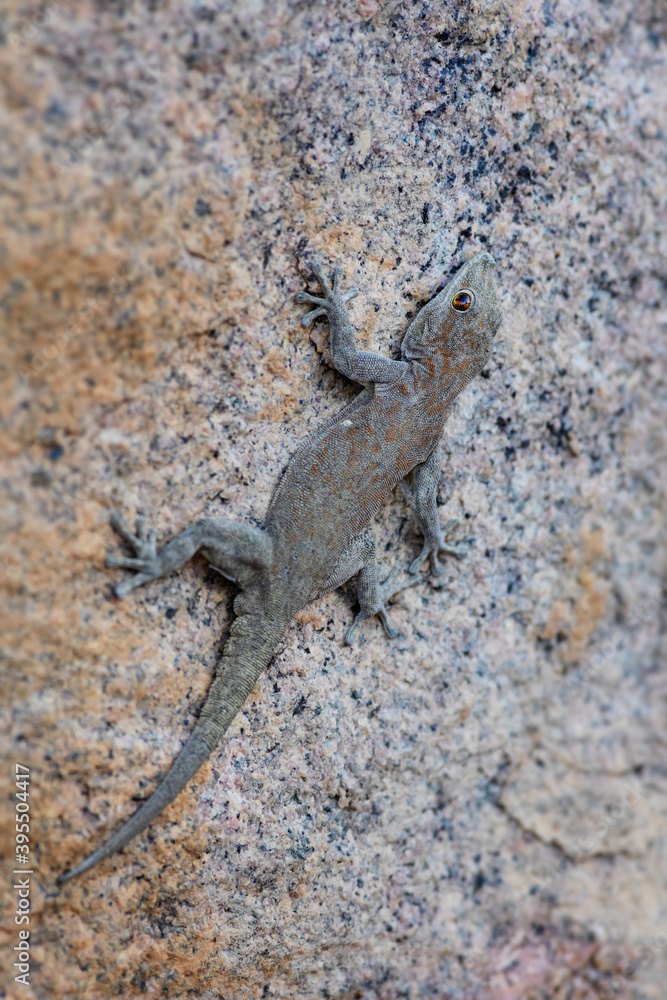 Boulton's Namib Day Gecko - Rhoptropus boultoni, beautiful large gecko from Southwest African mountains, Namibia. Boulton's Namib Day Gecko - Rhoptropus boultoni, beautiful large gecko from Southwest African mountains, Namibia.