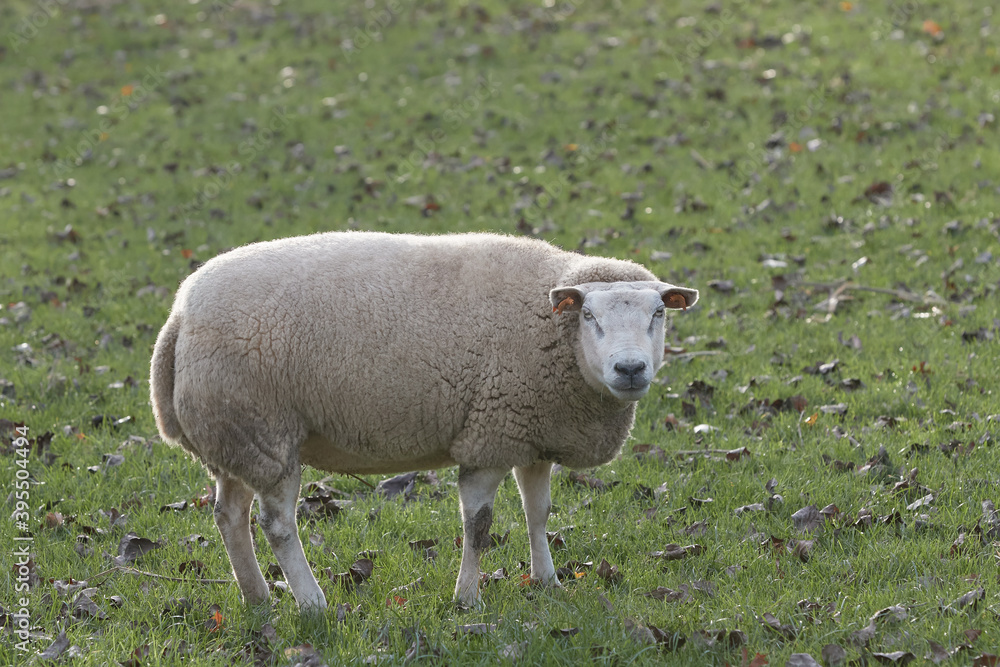 White Flemish sheep in the prairie