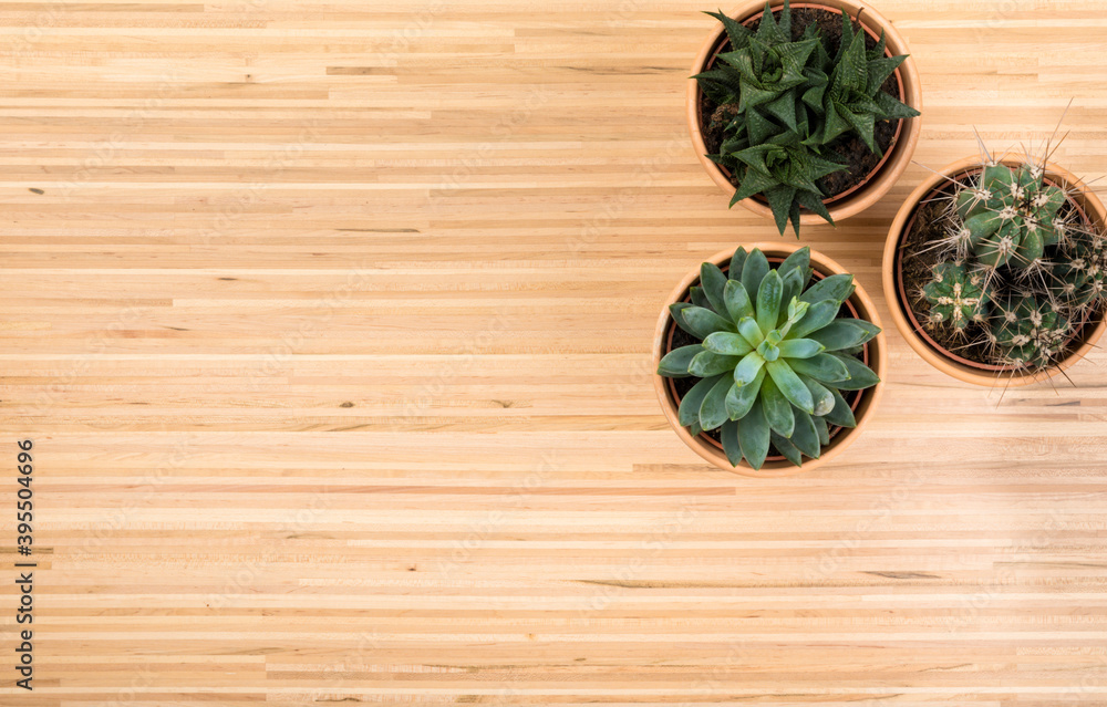 Background with potted succulent and cactus plants on hardwood floor, high angle view