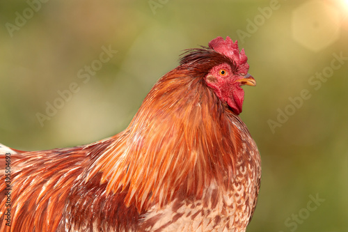 Rooster in farm against blurred background