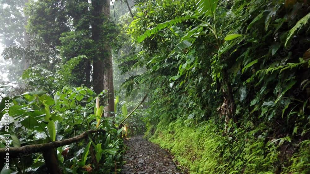 Hiking on Wet and Misty Forest in Rainy Afternoon on Forest Hiking on Wet and Misty Forest in Rainy Afternoon on Forest