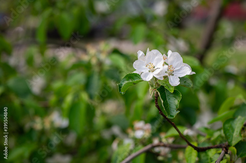 Nice spring time apple tree branch with white flowers blossom macro