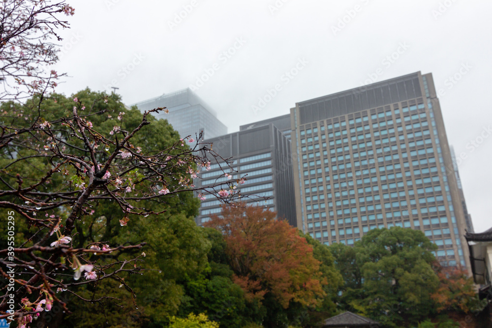 Views from Chiyoda park in Tokyo (Japan)