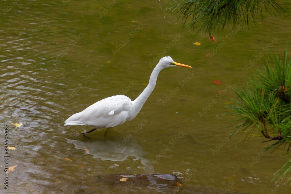 Obraz premium A crane in Hibuya park in Tokyo (Japan)