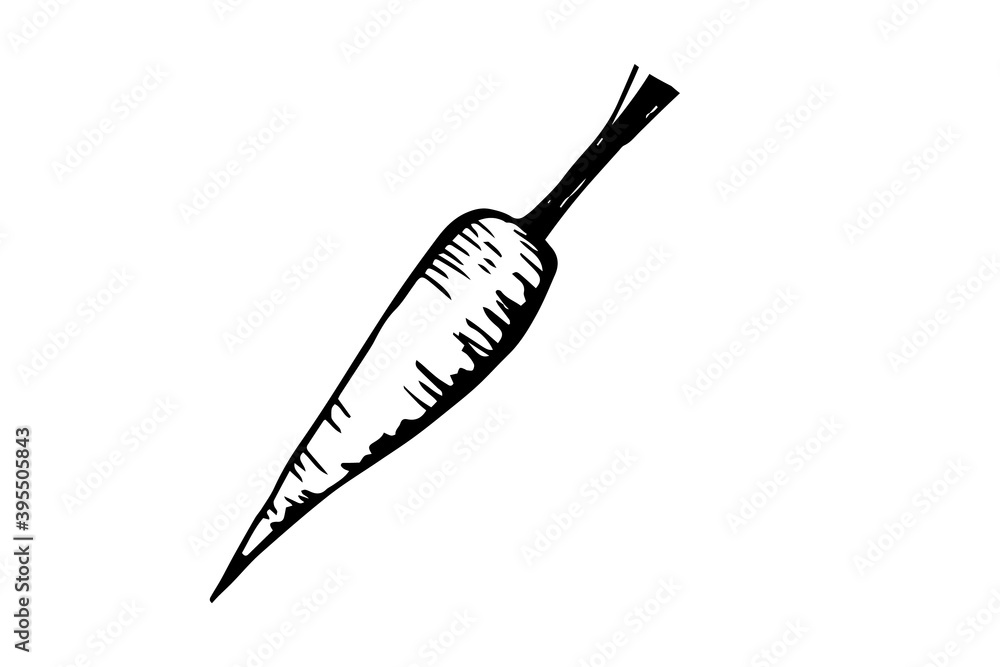 Single hand drawn carrot for easter design, greeting cards, posters, recipe, culinary design. Isolated on white background. Doodle vector illustration. Hand drawn element. Black and white graphics Single hand drawn carrot for easter design, greeting cards, posters, recipe, culinary design. Isolated on white background. Doodle vector illustration. Hand drawn element. Black and white graphics