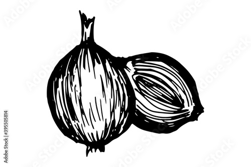 Single hand drawn onion for  greeting cards, posters, recipes, culinary design. Isolated on a white background. A drawn vector element. Black and white graphics