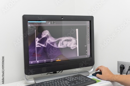 Veterinarian checking the x-ray of a cat