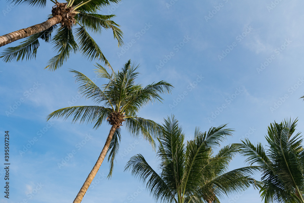 nice tropical with blue sky, palms tree, green leave 
