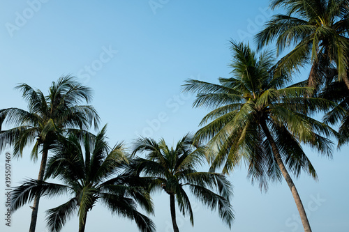 nice tropical with blue sky  palms tree  green leave  