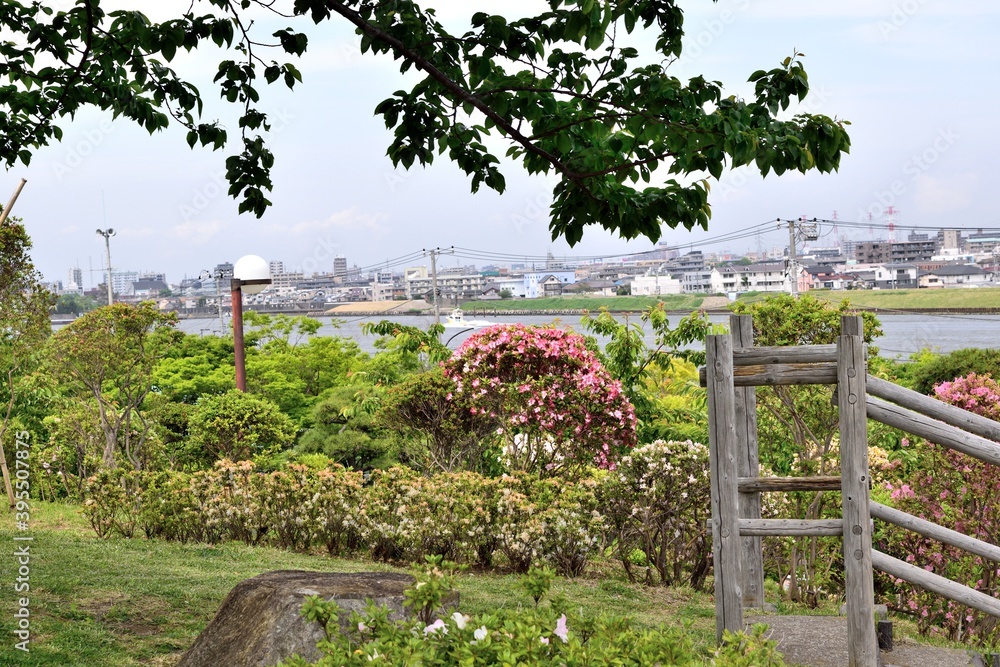 南葛西 ツツジと旧江戸川 南葛西 ツツジと旧江戸川