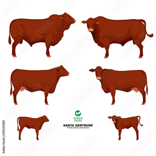 Santa Gertrude - The Best Beef Cattle Breeds. Set Bull, Cow, Calf. Farm animals. Vector Illustration.