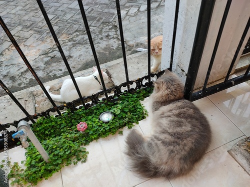 two male cats approached a female cat