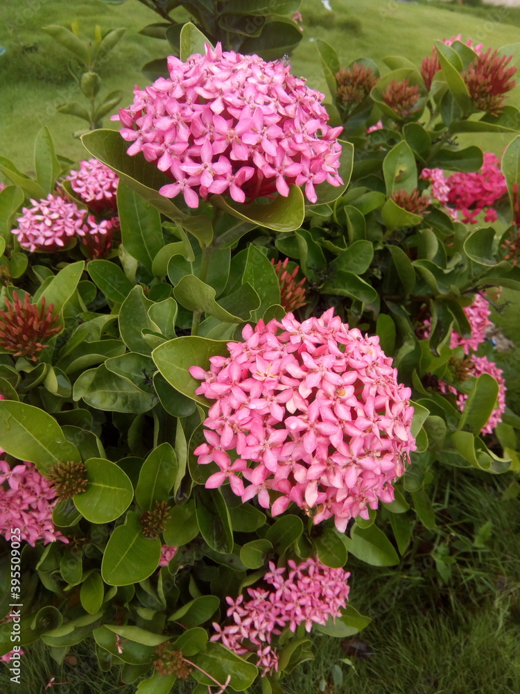 pink hydrangea flowers