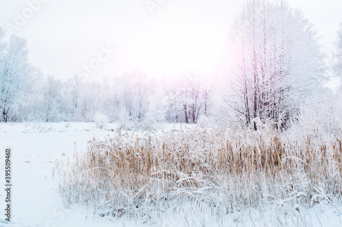 Wallpaper Mural View of the winter Park in snowy weather. Snow-covered trees lanterns and paths. Seasonal changes in nature. Blur Torontodigital.ca