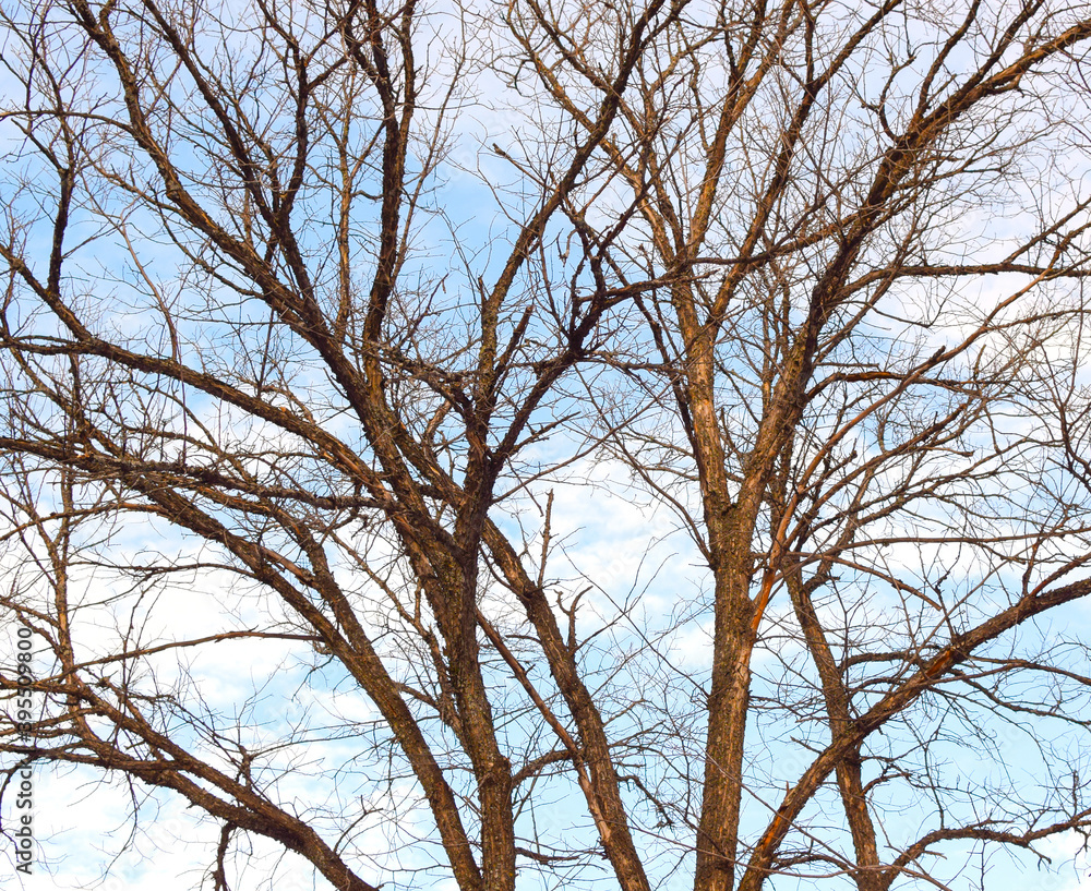Branches no leaf on the background of the sky with clouds. Branches no leaf on the background of the sky with clouds.
