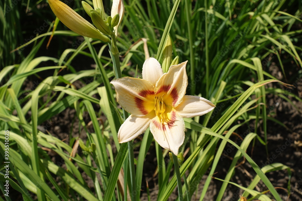 One beige and purple flower of daylily in June