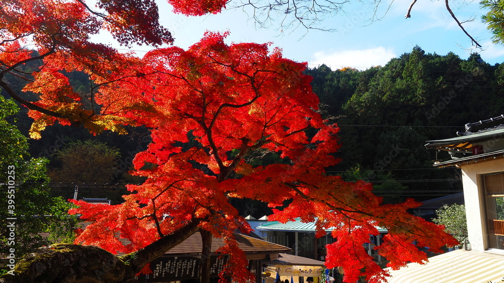 大窪寺の紅葉21