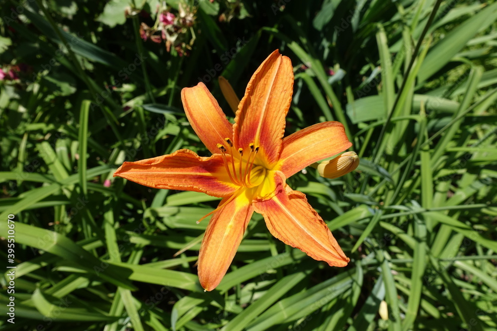 Macro of one orange flower of tawny daylily in mid June Macro of one orange flower of tawny daylily in mid June
