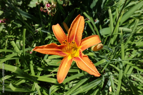 Macro of one orange flower of tawny daylily in mid June