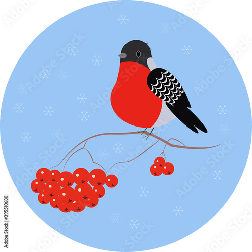 bullfinch on mountain ash in winter