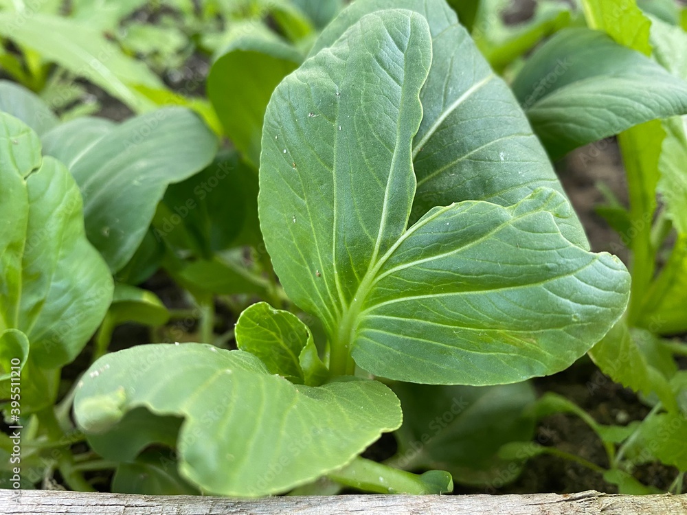 Obraz premium lettuce growing in the garden