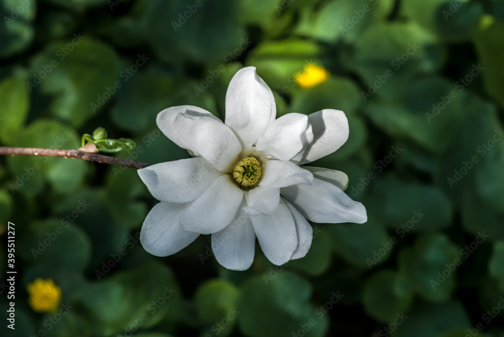 Obraz premium Star Magnolia (Magnolia stellata) in park
