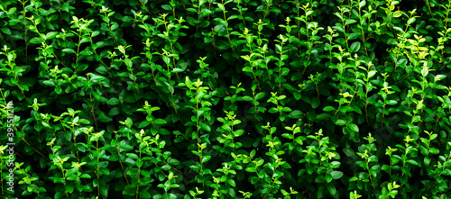 Green leaves background. textured small leaves wall