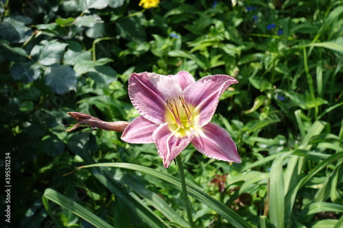 Pastel pink flower of daylily in July