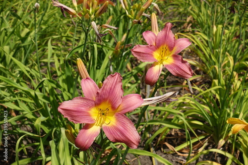 Two pink flowers of daylilies in June