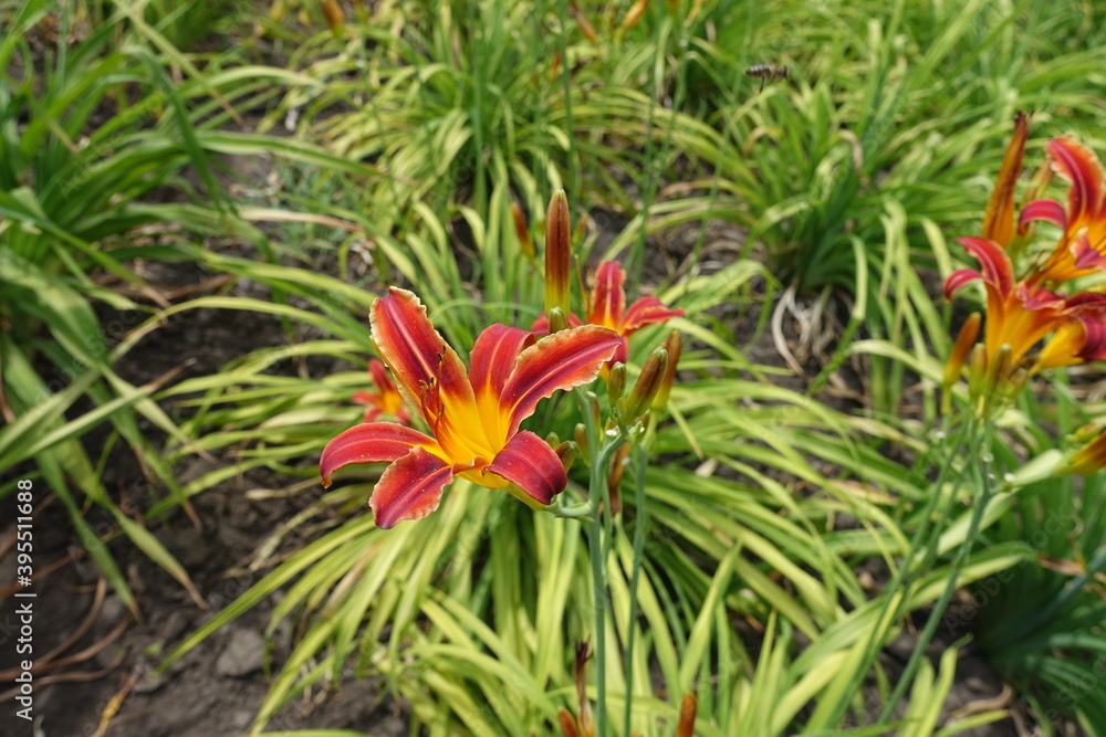 Colorful red and yellow flowers of daylilies in June Colorful red and yellow flowers of daylilies in June