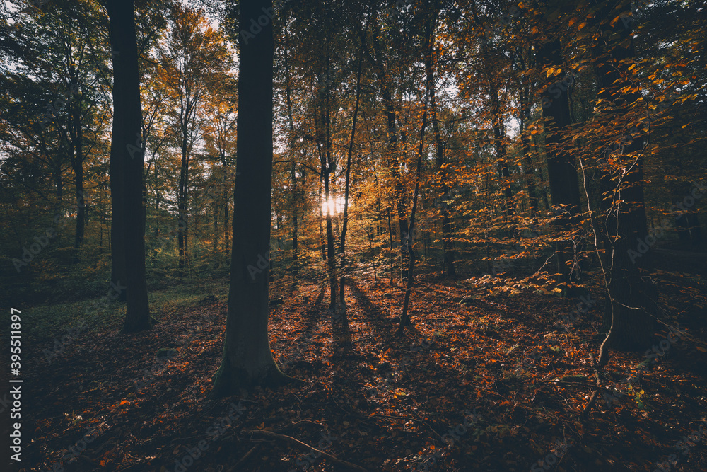 autumn in the forest