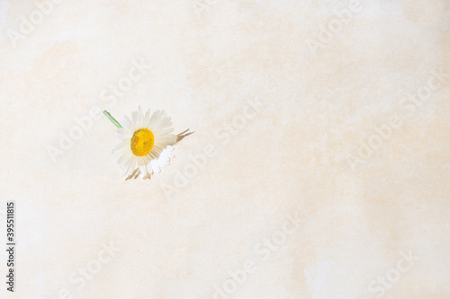 Fényképezés A daisy flower on a soft yellow textured background