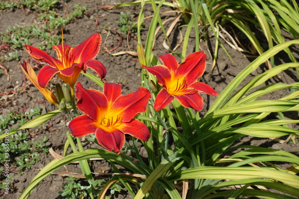 Group of three scarlet red and yellow flowers of daylily in June Group of three scarlet red and yellow flowers of daylily in June