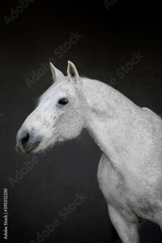 Beautiful horses on gray background